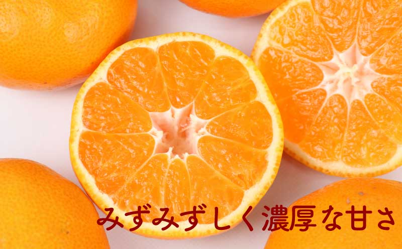 訳あり 吉田 柑橘 10kg 旬 季節 の 柑橘 フレッシュつちやま 品種 お任せ 果物 くだもの フルーツ 柑橘 訳アリ ワケアリ 愛媛みかん みかん mikan 蜜柑 産地直送 数量限定 国産 愛媛 宇和島 B010-096035
