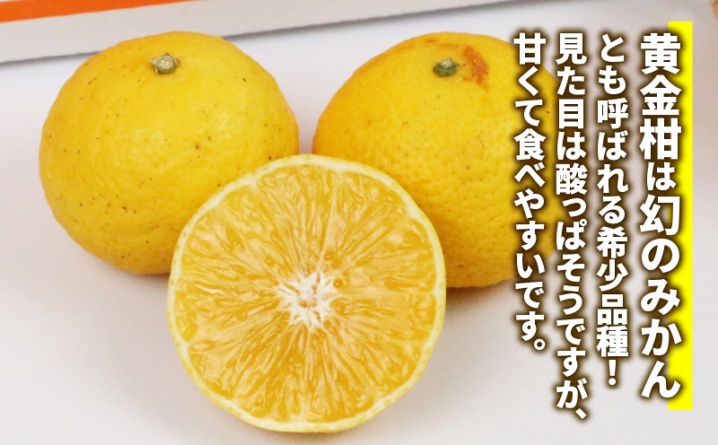 【訳あり】 黄金柑 3kg マル南フルーツ 先行予約 おうごんかん みかん B010-106010