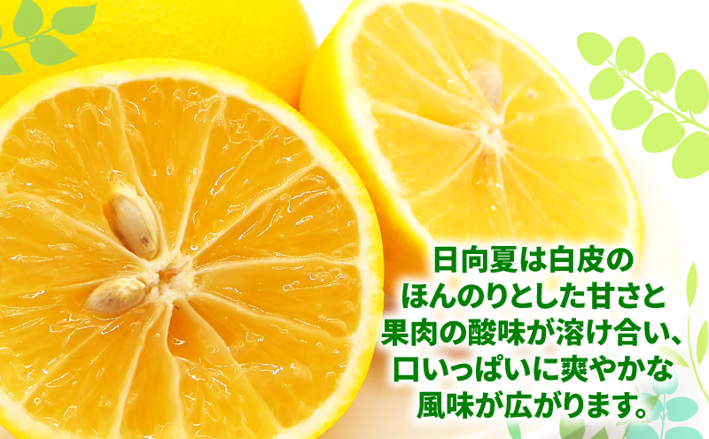 訳あり 日向夏 みかん 5kg マル南フルーツ 先行予約 不揃い サイズ混合 わけあり 果物 くだもの フルーツ 柑橘 みかん 蜜柑 数量限定 先行予約 産地直送 国産 愛媛 宇和島 B010-106013