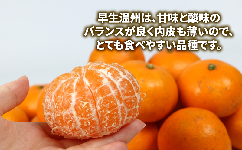 訳あり 宇和島 みかん 早生温州 9kg マル南フルーツ 先行予約 訳ありみかん 温州みかん 早生 温州 サイズ不揃い サイズミックス 果物 くだもの フルーツ 柑橘 蜜柑 訳アリ 訳あり品 訳有り わけあり 愛媛みかん 愛媛ミカン 甘い フルーティ 数量限定 産地直送 国産 愛媛 宇和島 B010-106017