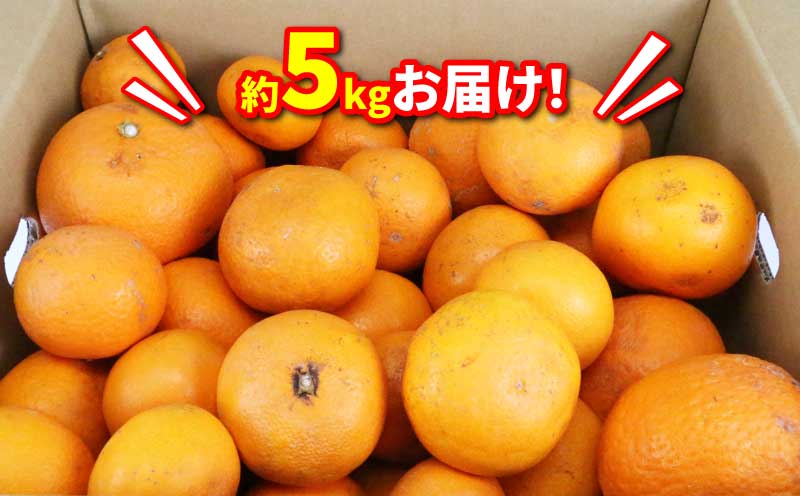 愛媛みかん 訳あり 清見タンゴール 5kg マル南フルーツ 先行予約 わけあり タンゴール オレンジ きよみ 清見オレンジ 清見みかん 清見蜜柑 清見 愛媛ミカン 愛媛蜜柑 蜜柑 みかん mikan 果物 くだもの フルーツ 柑橘 数量限定 国産 愛媛 宇和島 B010-106024