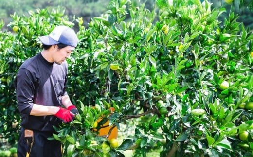 訳あり レモネード レモン 3kg 誉農園 国産 先行予約 希少 果汁 酸味 甘い 爽やか 果実 果物 くだもの フルーツ ビタミン 健康 柑橘 みかん 蜜柑 mikan 数量限定 農家直送 産地直送 国産 愛媛 宇和島 B010-138014