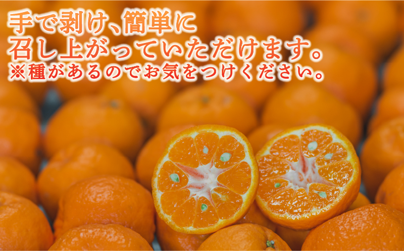 訳あり ポンカン 5kg 壱果樹園 わけあり 今津ポンカン ぽんかん 果物 くだもの フルーツ 柑橘 蜜柑 産地直送 数量限定 国産 愛媛 宇和島 B010-141004
