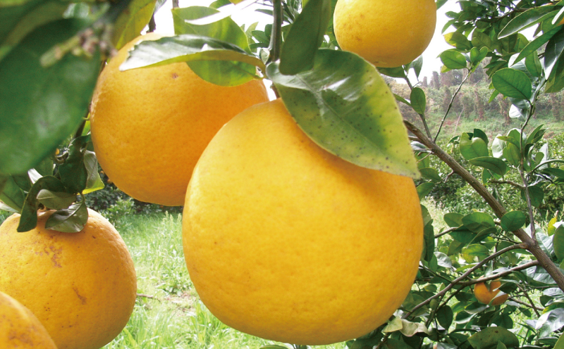 【訳あり】 河内晩柑 10kg 杉本屋 先行予約 愛媛 みかん 果物 くだもの 蜜柑 フルーツ mikan B010-143001