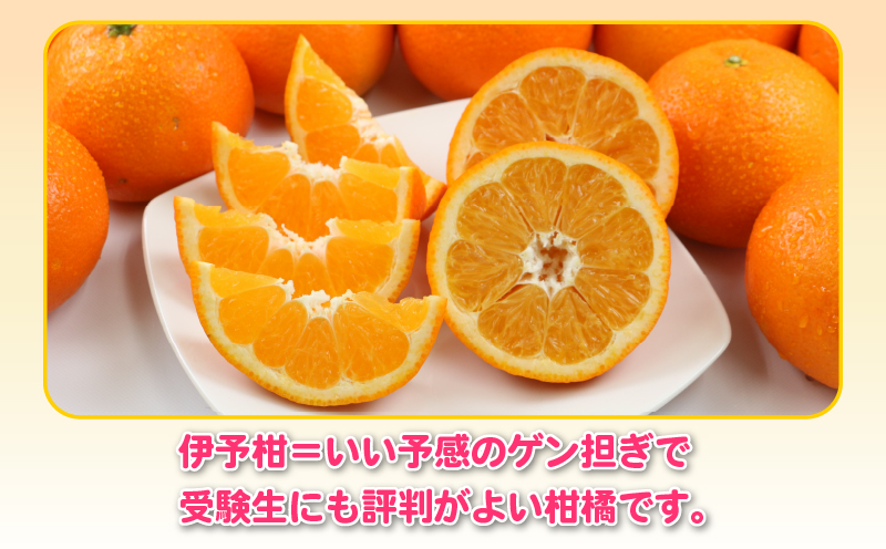 愛媛みかん 訳あり 伊予柑 5kg 杉本屋 わけあり 先行予約 予約受付 いよかん イヨカン 蜜柑 mikan 愛媛みかん 愛媛蜜柑 愛媛ミカン 柑橘 果物 くだもの 愛媛県産 ミカン 宇和島みかん フルーツ 数量限定 産地直送 数量限定 国産 愛媛 宇和島 B010-143006