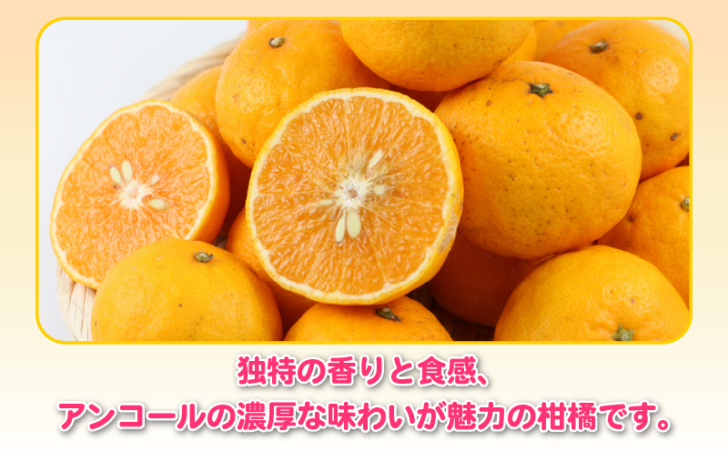 訳ありみかん ひめのつき 5kg 甘い 香り 爽やか 杉本屋 訳あり 訳あり品 わけあり 果物 くだもの フルーツ 柑橘 蜜柑 グルメ お取り寄せ デザート mikan ミカン 愛媛県産 愛媛みかん 愛媛ミカン 産地直送 数量限定 国産 愛媛 宇和島 B010-143007