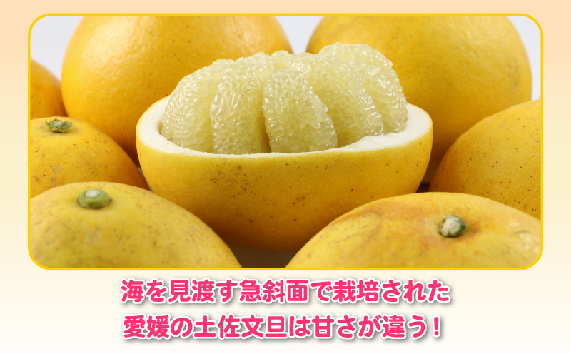 【産地直送】訳あり 土佐文旦 8kg 杉本屋 文旦 グレープフルーツ 愛媛みかん 蜜柑 mikan 果物 くだもの 国産 愛媛 宇和島 B010-143010