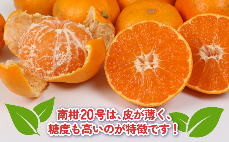 訳あり プチ みかん 南柑20号 5kg 杉本屋 わけあり 訳あり品 訳アリ 小玉みかん 小みかん 愛媛みかん 愛媛蜜柑 愛媛ミカン 温州 温州みかん 果物 くだもの フルーツ 柑橘 蜜柑 mikan 産地直送 数量限定 国産 愛媛 宇和島 B010-143014