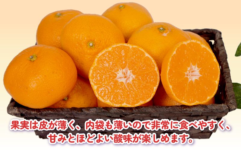 みかん 訳あり 完熟 大玉みかん 10kg 杉本屋 完熟みかん mikan わけあり 訳アリ 訳あり品 愛媛みかん 愛媛蜜柑 愛媛ミカン 温州 愛媛県産 温州みかん 果物 くだもの フルーツ 柑橘 みかん 蜜柑 産地直送 数量限定 国産 愛媛 宇和島 B010-143017