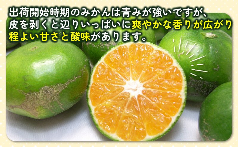 訳あり 極早生みかん 7kg 先行予約 杉本屋 温州みかん 訳アリ 訳あり品 わけあり 温州 極早生 青切みかん 早みかん 緑みかん 愛媛みかん 愛媛ミカン 愛媛蜜柑 愛媛県産みかん さっぱり 酸味 果物 くだもの フルーツ 柑橘 蜜柑 温州 産地直送 数量限定 国産 愛媛 宇和島 B010-143022