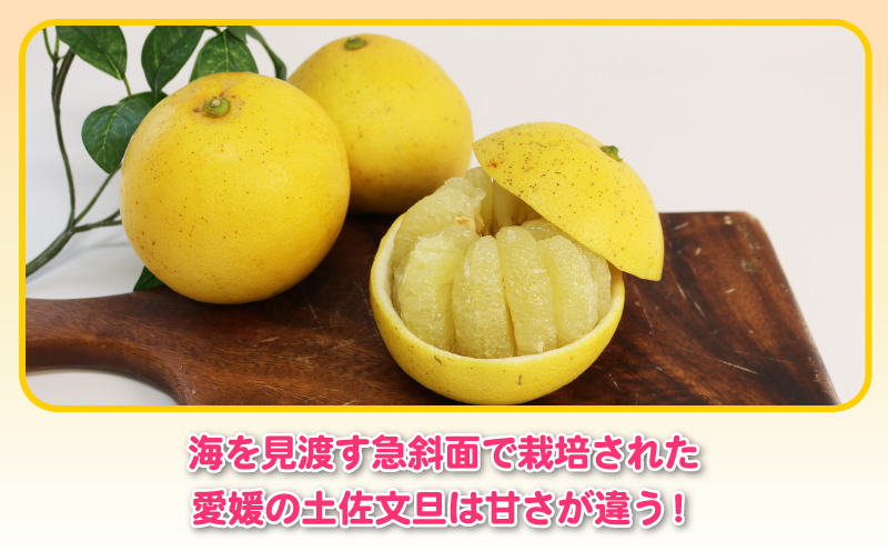 文旦 訳あり プチ 土佐文旦 10kg 杉本屋 先行予約 わけあり 訳あり品 ぶんたん 果物 くだもの フルーツ 柑橘 蜜柑 みかん mikan ミカン 訳アリ 訳ありみかん ビタミン デザート 愛媛みかん 愛媛ミカン 産地直送 数量限定 国産 愛媛 宇和島 B010-143026