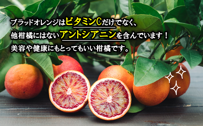 ブラッドオレンジ モロ Special selection 2.5kg コルレオファーム 果物フルーツ ブラッド オレンジ 柑橘 みかん 蜜柑 mikan 愛媛ミカン 愛媛蜜柑 愛媛みかん 農家直送 産地直送 数量限定 国産 愛媛 宇和島 B010-145004