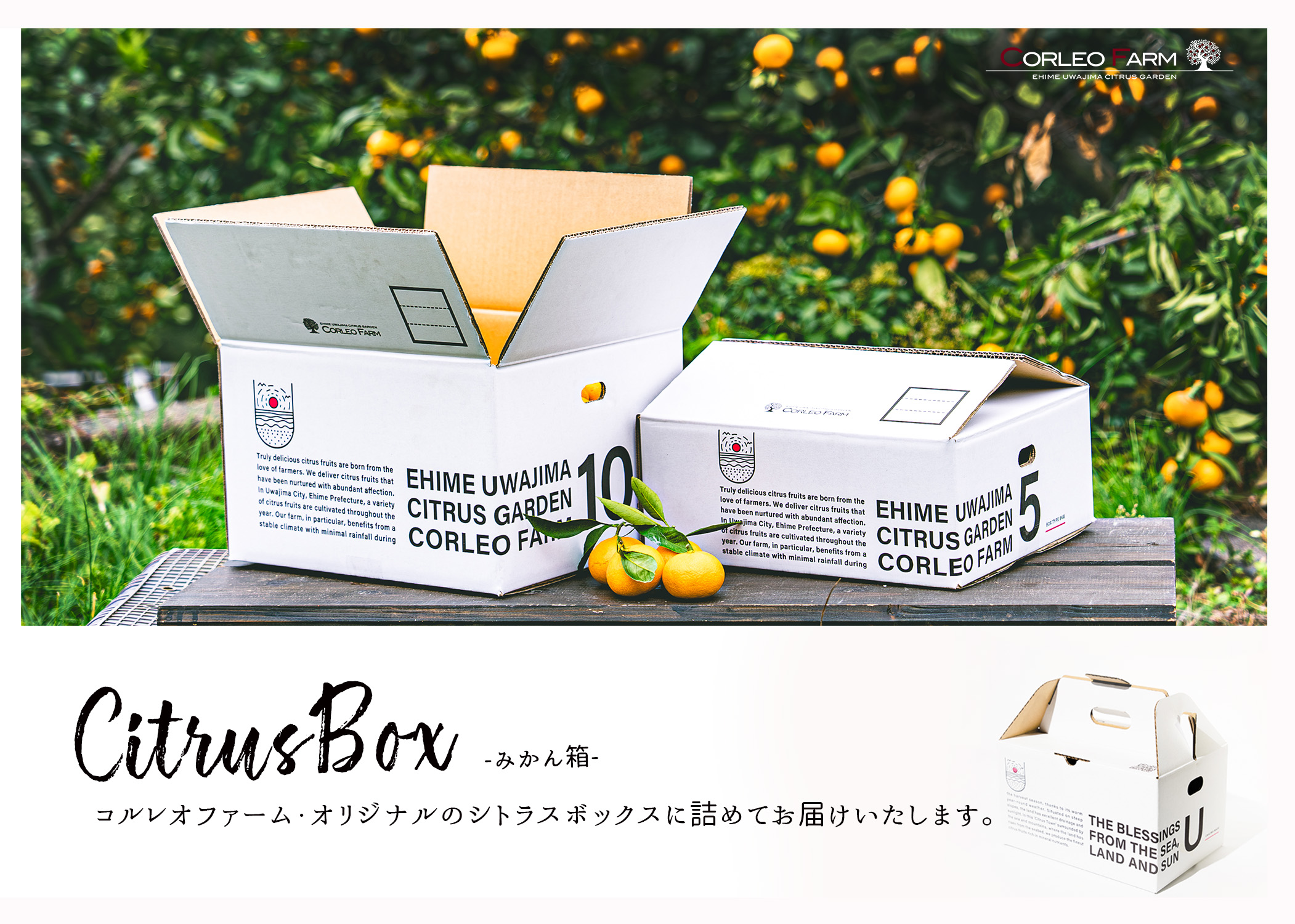 ブラッドオレンジ モロ タロッコ Special selection 2.5kg コルレオファーム 先行予約 果物 フルーツ ブラッド オレンジ 詰め合わせ 味比べ 柑橘 みかん mikan 愛媛みかん 農家直送 産地直送 数量限定 国産 愛媛 宇和島 B010-145006