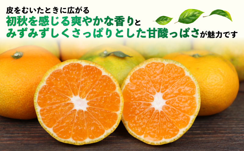 訳あり 極早生みかん 9kg 河野農園 先行予約 極早生 みかん 温州みかん 温州 蜜柑 mikan さっぱり 爽やか 爽やかみかん さわやか柑橘 愛媛みかん 愛媛蜜柑 果物 くだもの フルーツ おすすめ 柑橘 農家直送 産地直送 数量限定 先行予約 国産 愛媛 宇和島 B010-147002