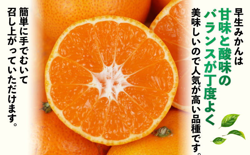 みかん 訳あり 愛媛 みかん 早生 9kg 河野農園 温州みかん 早生みかん 早生温州 温州 蜜柑 mikan 愛媛みかん 愛媛蜜柑 愛媛ミカン 果物 くだもの フルーツ おすすめ 人気のみかん 柑橘 農家直送 産地直送 数量限定 先行予約 国産 愛媛 宇和島 B010-147003