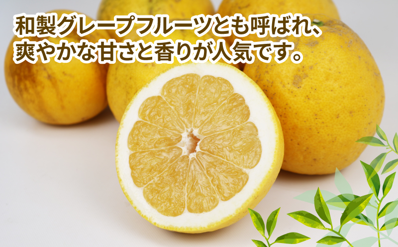 訳あり 河内晩柑 10kg 植村農園 晩柑 かわちばんかん 和製 グレープフルーツ 訳アリ 訳あり品 愛媛みかん 愛媛蜜柑 愛媛県産みかん 蜜柑 みかん mikan 爽やか さっぱり フレッシュ 果物 くだもの フルーツ 柑橘 数量限定 産地直送 国産 愛媛 宇和島 B010-153007