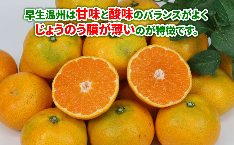 贈答用 早生みかん 宮川早生 5kg 植村農園 早生 わせ  贈答 ギフト プレゼント 果物 フルーツ 柑橘 みかん 蜜柑 産地直送 農家直送 数量限定 国産 愛媛 宇和島 B010-153008