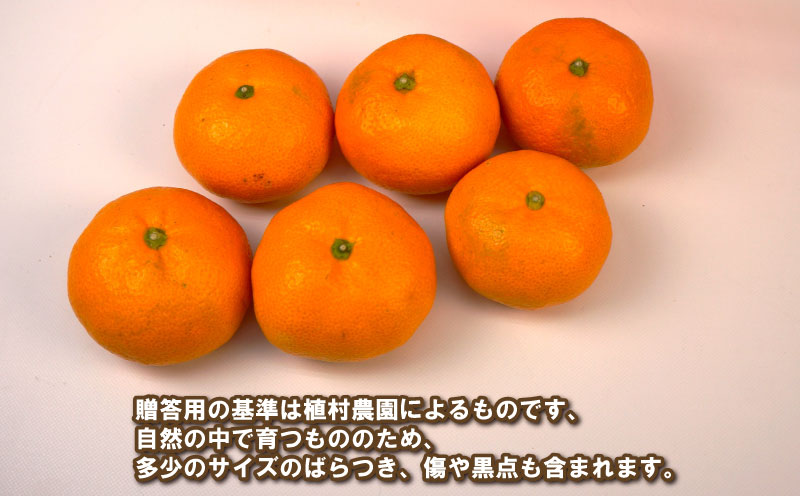 贈答用 南柑20号 5kg 植村農園  温州 温州みかん みかん 果物 くだもの フルーツ 柑橘 蜜柑 贈答 ギフト プレゼント 農家直送 産地直送 数量限定 国産 愛媛 宇和島 B010-153009