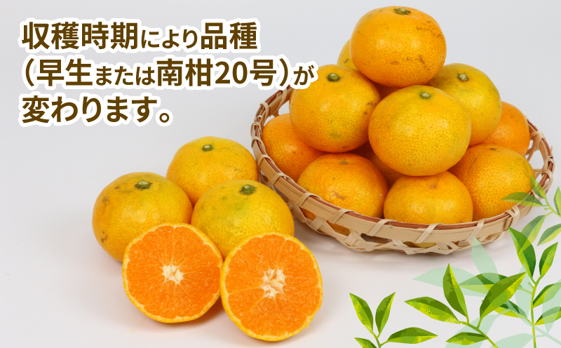 訳あり 小玉 みかん 9kg 2S ～ 3S サイズ 不揃い 植村農園 早生 南柑20号 早生温州 早生みかん 温州みかん わせ 果物 くだもの フルーツ 柑橘 蜜柑 みかん mikan 農家直送 産地直送 数量限定 国産 愛媛 宇和島 B010-153010