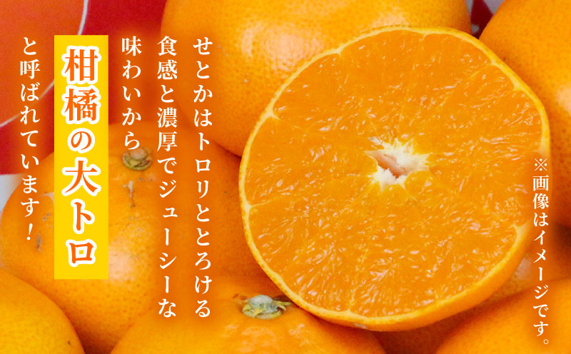 訳あり せとか 矢野青果 5 kg 先行予約 サイズ 不揃い みかん 高級柑橘 柑橘の 大トロ 愛媛ミカン 愛媛蜜柑 mikan 柑橘 果物 くだもの フルーツ 高級 ブランド 濃厚 甘い 甘味 蜜柑 産地直送 数量限定 国産 愛媛 宇和島 B010-171032