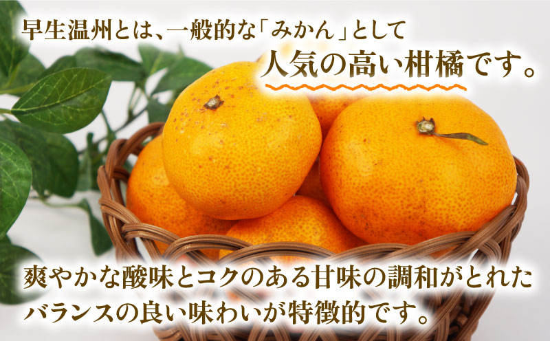 訳あり 早生温州 9kg まる玉農園 早生 みかん 温州みかん 早生みかん 温州 蜜柑 mikan 愛媛みかん 愛媛蜜柑 愛媛ミカン 果物 くだもの フルーツ おすすめ 人気のみかん 訳アリ 訳あり品 訳有り わけあり 柑橘 農家直送 産地直送 数量限定 先行予約 国産 愛媛 宇和島 B010-172004
