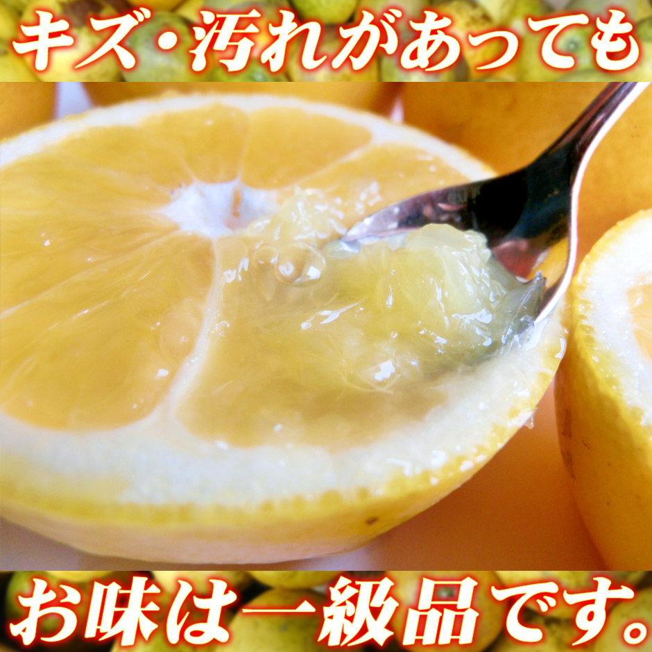 河内晩柑 訳あり 8kg S～３L サイズ 混合 中井屋 先行予約 愛媛みかん わけあり ワケアリ 訳アリ 晩柑 かわちばんかん 和製 グレープフルーツ 愛媛ミカン 愛媛蜜柑 愛媛県産みかん 蜜柑 みかん mikan 爽やか 宇和島みかん 果物 くだもの フルーツ 柑橘 数量限定 産地直送 国産 愛媛 宇和島 B010-173006