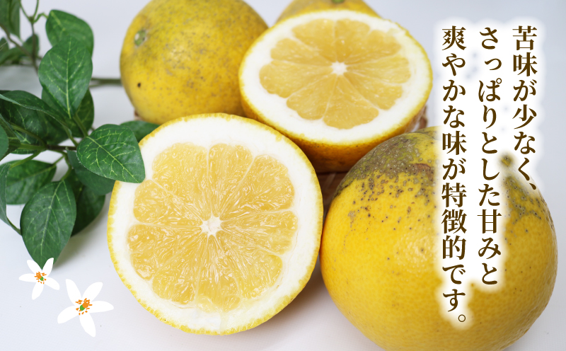 訳あり 河内晩柑 約 8kg 木田柑橘農園 晩柑 かわちばんかん 和製 グレープフルーツ 訳アリ 訳あり品 愛媛みかん 愛媛蜜柑 愛媛県産みかん 蜜柑 みかん mikan 爽やか さっぱり フレッシュ 果物 くだもの フルーツ 柑橘 数量限定 産地直送 国産 愛媛 宇和島 B010-185007