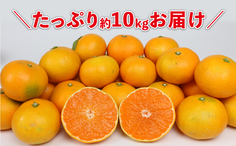 早生 みかん 10kg 家庭用 陽だまりミカン 早生温州 早生みかん 温州みかん 果物 くだもの フルーツ 柑橘 蜜柑 みかん mikan 農家直送 産地直送 数量限定 国産 愛媛 宇和島 B012-050001