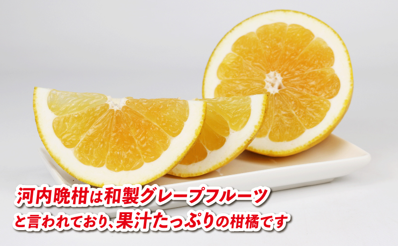河内晩柑 9kg 愛媛みかん 兵頭農園 先行予約 家庭用 晩柑 かわちばんかん 和製 グレープフルーツ 愛媛蜜柑 果物 くだもの フルーツ 柑橘 みかん 蜜柑 mikan 産地直送 農家直送 数量限定 国産 愛媛 宇和島 B012-055009
