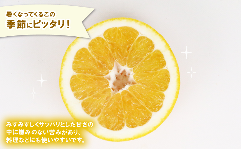 訳あり 河内晩柑 8.5kg 23～26玉 サイズ ミックス 不揃い 玉津みかん ニュービジネスユニット 晩柑 和製 グレープフルーツ 果物 フルーツ 柑橘 みかん 蜜柑 愛媛みかん 産地直送 農家直送 産地直送 数量限定 国産 愛媛 宇和島 B012-058010