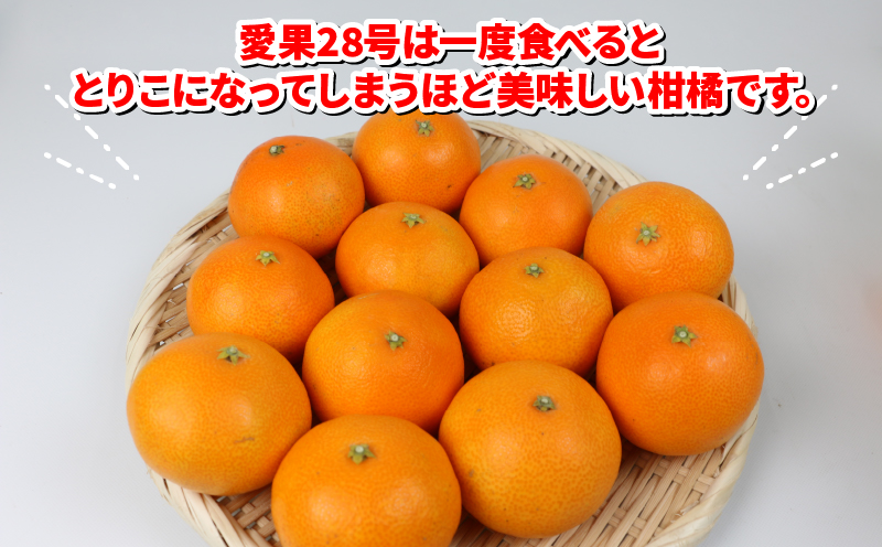 愛果28号 2kg 家庭用 ハウス栽培 ハマみかん 果物 くだもの フルーツ 柑橘 みかん 高級 ブランド ゼリー プルプル 甘い 限定 品種 蜜柑 mikan 愛媛蜜柑 愛媛みかん 農家直送 産地直送 数量限定 国産 愛媛 宇和島 B012-075001