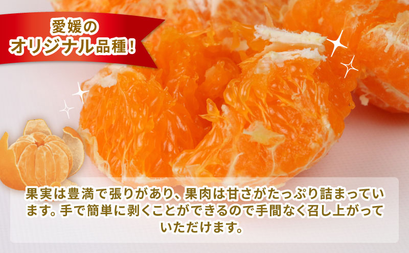 甘平 高級柑橘 2kg 家庭用 ハウス栽培 ハマみかん 先行予約 愛媛県 オリジナル かんぺい 高級 希少 限定 品種 シャキシャキ 甘い 果物 フルーツ 柑橘 みかん  蜜柑 愛媛ミカン 愛媛蜜柑 愛媛みかん 農家直送 産地直送 数量限定 国産 愛媛 宇和島 B012-075002