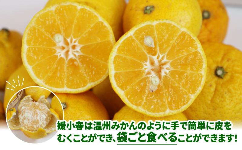 訳あり 媛小春 3kg 先行予約 希少 高級 愛媛県 限定 品種 マル南フルーツ サイズ 不揃い わけあり 愛媛みかん 愛媛ミカン 愛媛蜜柑 mikan 高級柑橘 訳ありみかん 果物 くだもの フルーツ 柑橘 みかん 産地直送 数量限定 国産 愛媛 宇和島 B012-106005