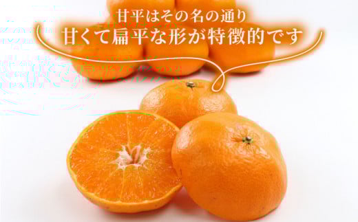 贈答用 甘平 2 ~ 3kg 矢野青果 先行予約 みかん 化粧箱入 高級 希少 限定 品種 シャキシャキ 柑橘 果物 くだもの フルーツ 濃厚 甘い 甘味 蜜柑 贈答品 贈答 ギフト プレゼント 産地直送 農家直送 数量限定 国産 愛媛 宇和島 B012-171010