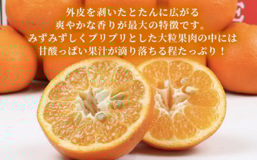 準 贈答用 伊予柑 みかん 5kg 矢野青果 いよかん 果物 くだもの フルーツ 濃厚 甘い 甘味 蜜柑 準贈答用 贈答品 贈答 ギフト プレゼント 産地直送 農家直送 数量限定 国産 愛媛 宇和島 B012-171011