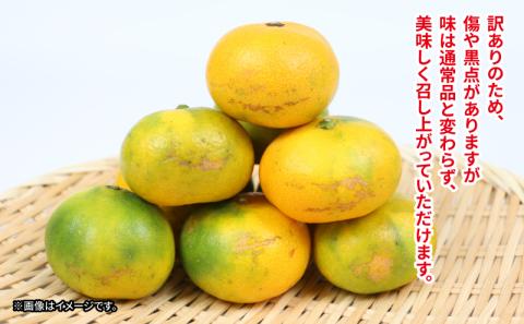 訳あり 極早生 みかん 日南1号 10kg 先行予約 S~L サイズ ミックス 不揃い 玉津みかん ニュービジネスユニット 温州みかん 温州 果物 フルーツ 柑橘 農家直送 産地直送 数量限定 国産 愛媛 宇和島 B015-058008