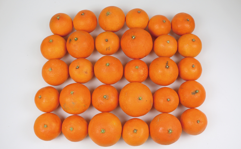 訳あり 愛果28号 5kg 家庭用 玉津柑橘倶楽部 愛媛みかん 愛媛蜜柑 愛媛ミカン 高級 ブランド 限定 品種 プルプル 甘い 玉津 みかん mikan 予約受付 果物 フルーツ 柑橘 愛果 濃厚 甘味 蜜柑 産地直送 数量限定 国産 愛媛 愛媛県産 宇和島 B015-072026