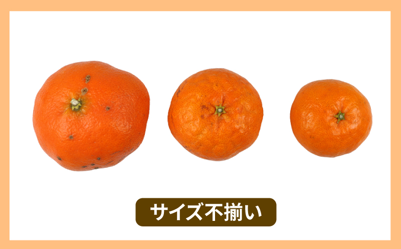 訳あり 甘平 5kg 玉津柑橘倶楽部 愛媛みかん 愛媛蜜柑 愛媛ミカン 完熟 高級 大粒 限定 品種 希少 ブランド シャキシャキ 玉津 みかん mikan 予約受付 果物 フルーツ 柑橘 濃厚 甘い 蜜柑 産地直送 数量限定 国産 愛媛 愛媛県産 宇和島 B015-072027
