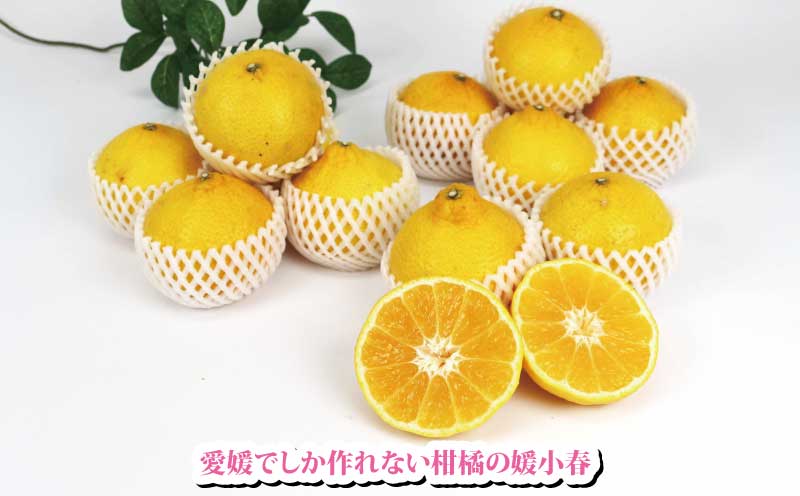 媛小春 2kg  特選 フレッシュつちやま 先行予約 柑橘 媛小春 柑橘 みかん 柑橘 贈答用 柑橘 B015-096003