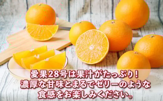 特選 贈答用 愛果28号 1.8kg フレッシュつちやま 贈答品 ギフト プレゼント 高級 果物 フルーツ 柑橘 みかん 産地直送 数量限定 国産 愛媛 宇和島 B015-096012