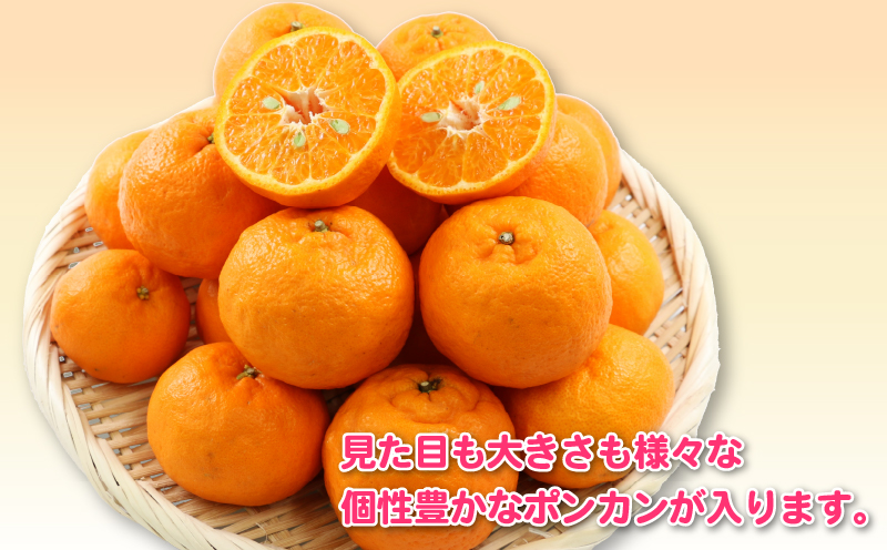 ポンカン 8kg 訳あり ぽんかん 杉本屋  訳あり品 mikan みかん デザート 甘い 果物 くだもの フルーツ 柑橘 みかん 蜜柑 ビタミン お取り寄せ 愛媛みかん 愛媛蜜柑 愛媛県産 産地直送 数量限定 国産 愛媛 宇和島 B015-143020