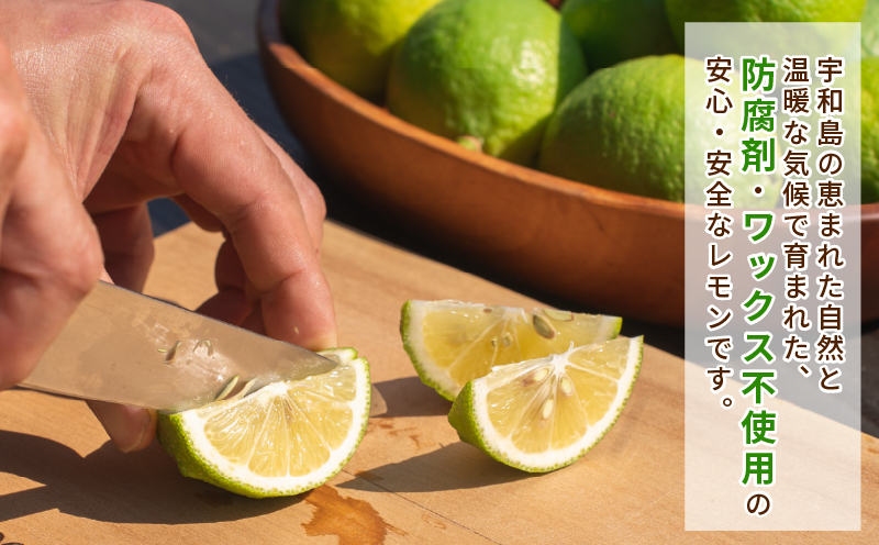 レモン 5kg コルレオファーム 国産 防腐剤 ・ ワックス 不使用 国産レモン 先行予約 青レモン れもん remon 檸檬 レモン果汁 酸味 果物 くだもの ビタミン サワー ジュース チューハイ 健康 フルーツ 柑橘 農家直送 産地直送 数量限定 愛媛 宇和島 B016-145014