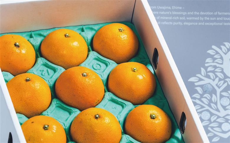 愛果28号 2kg コルレオファーム 愛媛みかん 先行予約 あいか 高級柑橘 愛媛ミカン 愛媛蜜柑 みかん フルーツ 柑橘 蜜柑 mikan 濃厚 プルプル 美味しい 果物 くだもの 美味しいみかん 濃厚みかん 産直 産地直送 数量限定 国産 愛媛 愛媛県 宇和島 B018-145021