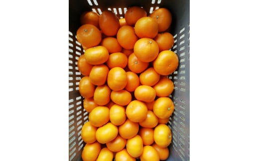 ハウス 蜜柑 せとか 4kg 16~26個 家庭用 南予ファーム ハウス栽培 サイズ 不揃い ハウスみかん ハウス 愛媛みかん 愛媛蜜柑 愛媛ミカン mikan 果物 くだもの フルーツ 高級 ブランド 希少 品種 柑橘 みかん 蜜柑 数量限定 国産 愛媛 宇和島 B020-082004