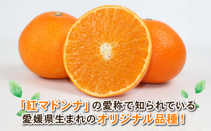 愛果28号 約4kg L~3L サイズ Shirai.agrifarm 先行予約 みかん 愛媛ミカン 愛媛蜜柑 mikan 柑橘 果物 くだもの フルーツ 高級 ブランド 限定 品種 濃厚 甘い 甘味 蜜柑 ゼリー プルプル 産地直送 農家直送 数量限定 国産 愛媛 宇和島 B020-115004