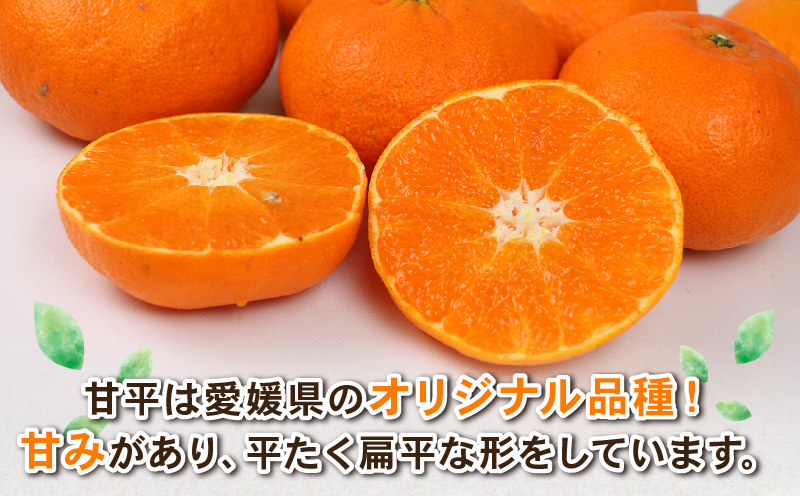 甘平 約4kg 2L~4L サイズ Shirai.agrifarm 先行予約 みかん 高級柑橘 愛媛県限定 品種 愛媛ミカン 愛媛蜜柑 mikan 柑橘 果物 くだもの フルーツ 高級 ブランド かんぺい 甘い 平たい 蜜柑 産地直送 農家直送 数量限定 国産 愛媛 宇和島 B020-115005