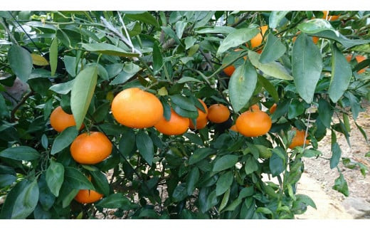 甘平 4kg 15~22個 ハウス栽培 南予ファーム かんぺい 高級 希少 限定 品種 ブランド シャキシャキ 甘い 果物 くだもの フルーツ 柑橘 みかん mikan 愛媛みかん 愛媛蜜柑 愛媛ミカン ハウスみかん ハウス蜜柑 農家直送 国産 愛媛 宇和島 B024-082003