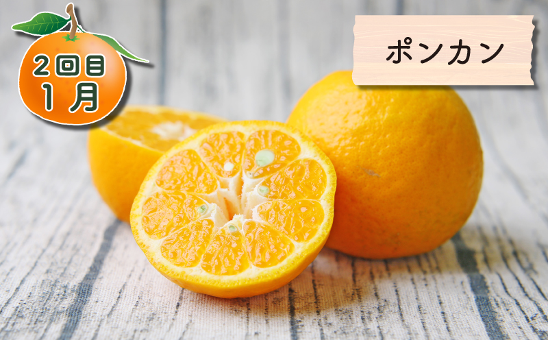 旬の柑橘 定期便 全4回 愛果28号 ポンカン おまかせ詰合せ 黄金柑 フレッシュつちやま  果物 フルーツ 柑橘 みかん 農家直送 産地直送 数量限定 国産 愛媛 宇和島 B048-096021