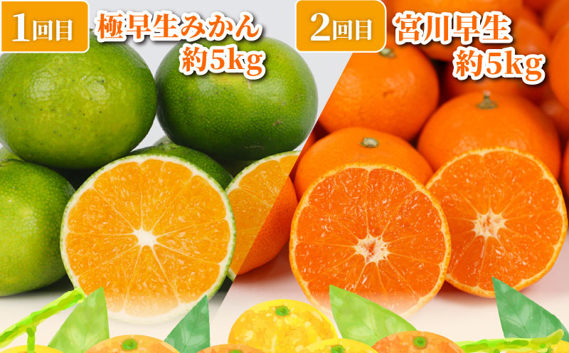 旬の 温州みかん ポンカン 5kg × 4回 定期便 矢野青果 準贈答用 極早生 宮川早生 南柑20号 ぽんかん みかん mikan 愛媛みかん 愛媛ミカン 愛媛蜜柑 果物 くだもの フルーツ 濃厚 甘い 甘味 さっぱり 酸味 蜜柑 産地直送 数量限定 国産 愛媛 宇和島 B048-171029