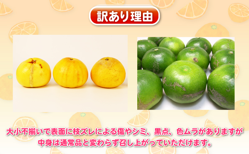 訳あり 旬 の 柑橘定期便 全5回 杉本屋 わけあり みかん定期便 極早生 完熟みかん 柑橘 みかん ポンカン 不知火 完熟 温州みかん 土佐文旦 文旦 ていきびん mikan 愛媛みかん 愛媛ミカン 愛媛蜜柑 早生温州 温州 甘い 果物 フルーツ 柑橘 蜜柑 産地直送 数量限定 国産 愛媛 宇和島 B050-143025